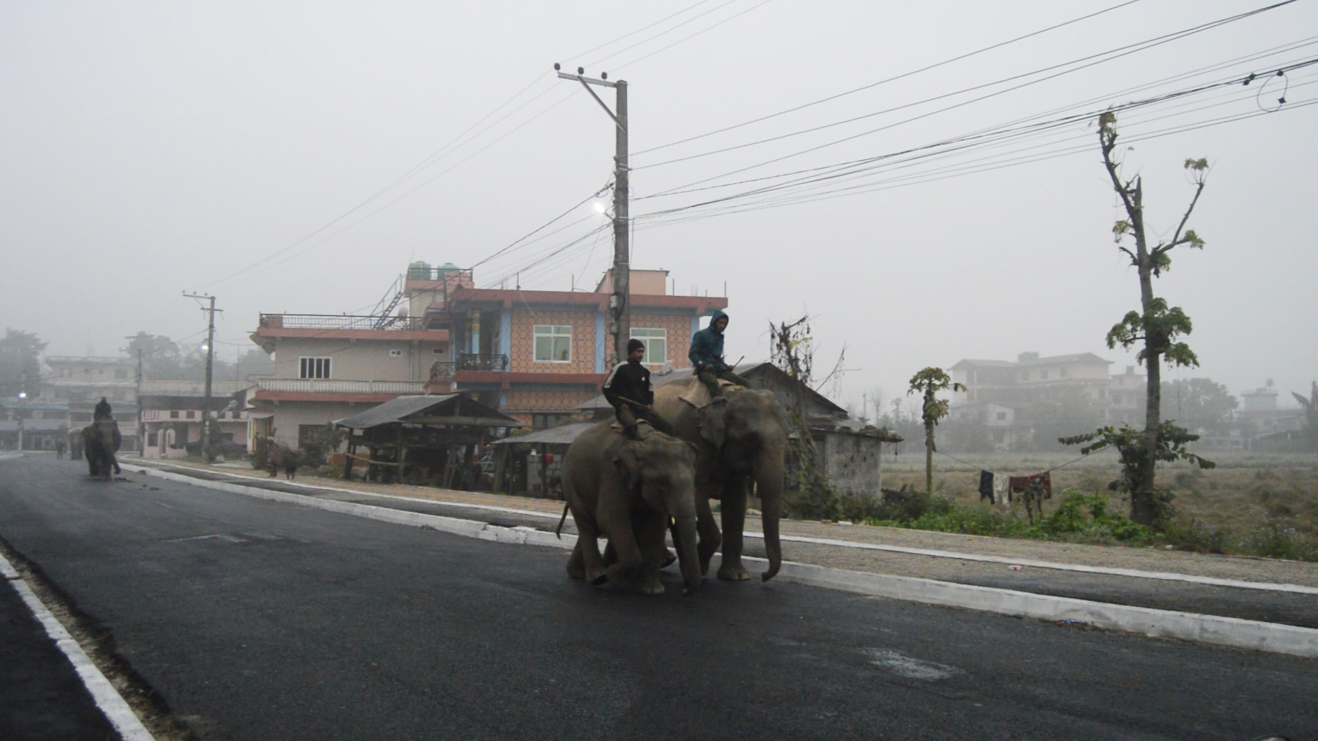 sauraha elephant (3).jpg